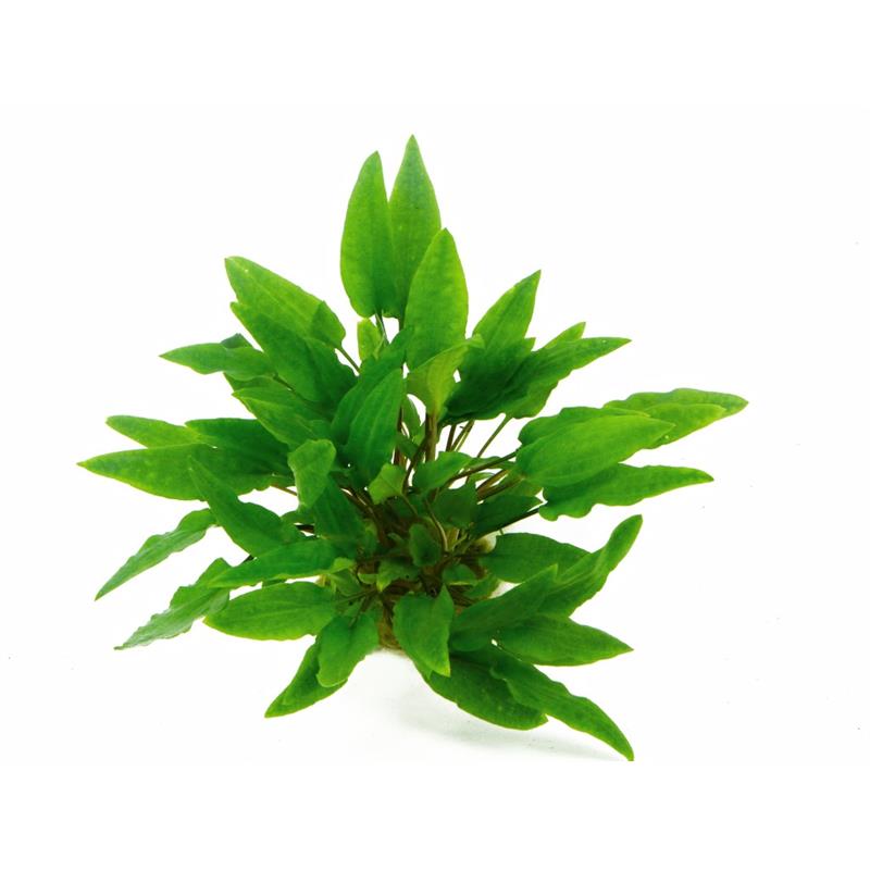 Dennerle Cryptocoryne Wendtii Green - imagine 6